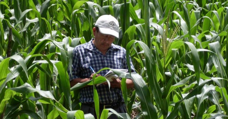 Caribbean Agriculture Research and Development Institute (CARDI)